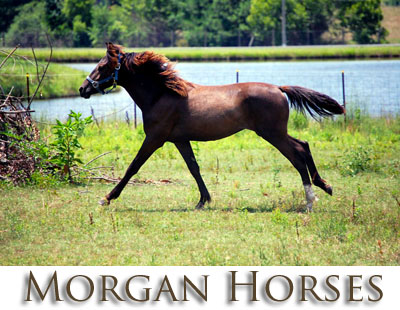 morgan horses